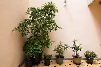 住宿加早餐酒店 Casa Montore 瓜达拉哈拉
